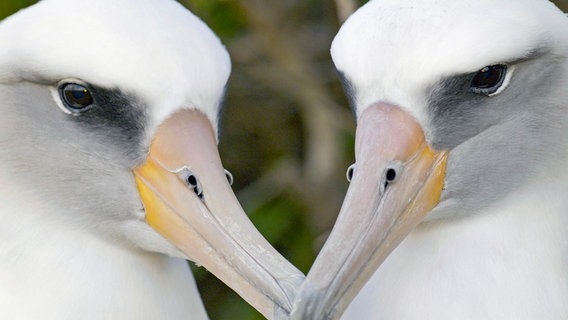 Rund ein Drittel aller Albatros Paare haben dasselbe Geschlecht. © NDR/Doclights Naturfilm/Silverback Films 