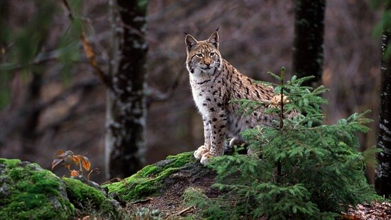 Mittlerweile wird der Platz im Harz knapp. Daher wandern immer wieder Luchse in umliegende Gebiete ab. © © NDR Naturfilm 