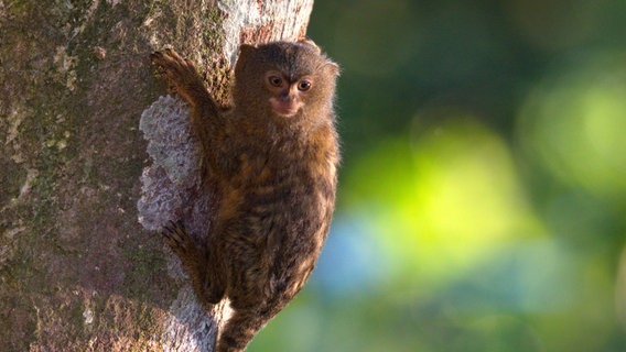 Zwergseidenäffchen gehören zu den kleinsten Affen der Erde. Sie leben gesellig und ernähren sich überwiegend von Baumsäften. © NDR/doclights/Cosmos Factory 