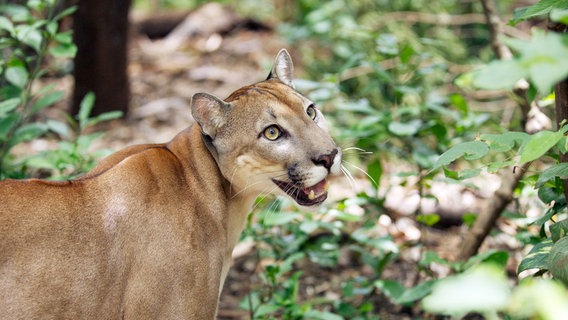 Pumas gelten als Phantome des Regenwaldes. Nur wenige bekommen die scheuen Raubkatzen in Costa Rica zu Gesicht. © NDR/DOCLIGHTS GMBH 