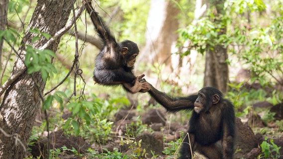 Schimpansenkinder aller Altersstufen spielen sehr viel miteinander. Sie testen ihre Grenzen und bilden Freundschaften. © NDR/WDR/BBC/Mark MacEwen 