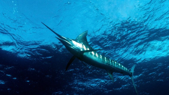 Der Marlin ist der schnellste Fisch der Meere – er erreicht bis zu 110 km/h. © NDR/doclights GmbH/Rick Rosenthal 