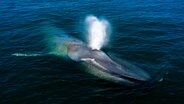 Der Blauwal ist das größte Tier, das jemals gelebt hat. Auch er besucht regelmäßig die Gewässer vor Kaliforniens Küste. © NDR/doclights GmbH/Mark Romanov 