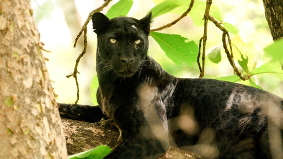 Ein schwarzer Panther wie Baghira thront auf einem Baum. © NDR, ORF, ARTE, Doclights GmbH / NDR Naturfilm, WDR, DreiD.at, Kalyan Varma 