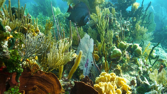 Die flachen Bereiche des Cayman Crown Riffs beherbergen Kolonien verschiedener Korallen und farbenprächtiger Fische. © NDR/Terra Mater & Alfredo Barroso 