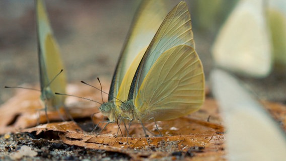500 verschiedene Schmetterlingsarten finden sich im Cuc Phuong Nationalpark einmal im Jahr zum Rasten zusammen. Was genau sie dorthin fliegen lässt, ist noch unbekannt. © NDR/Doclights GmbH 