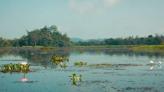 Der Tram Chim Nationalpark ist gerade einmal 76 Quadratkilometer groß, und einer der letzten ursprünglichen Flecken im riesigen Mekong Delta. © NDR/Doclights GmbH 