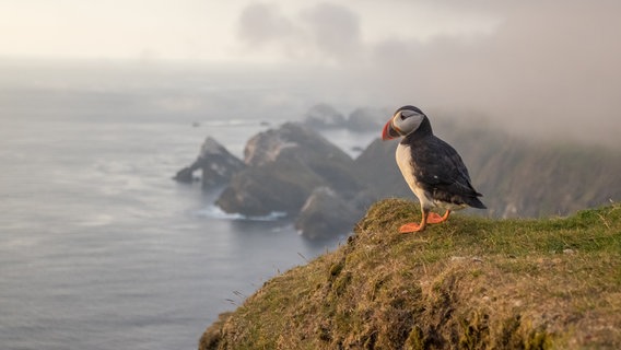 Ein Papageitaucher an der Küste von Fair Isle. © NDR/Martina Andrés/Doclights Naturfilm 