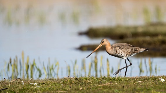 Dank strenger Schutzmaßnahmen fühlen sich Uferschnepfen an der Hunte besonders wohl. Hier können sich die Weibchen der andernorts seltenen Vögel in Ruhe auf die Brutzeit vorbereiten. © NDR/Ralph Schieke/Doclights GmbH 