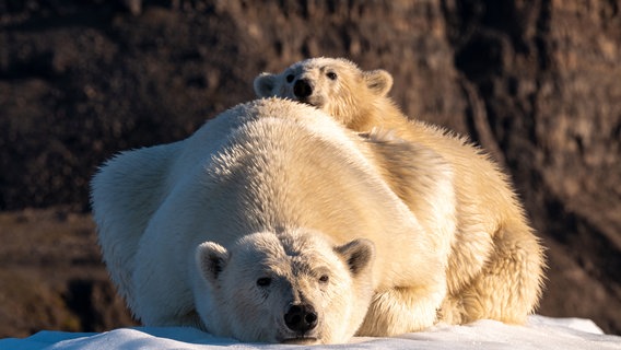 Im Scorsbysund begegnet Tierfilmer Lars Pfeiffer einer Eisbärenmutter mit ihrem Kind. © NDR/Carsten Egevang 