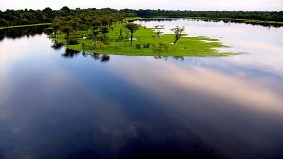 Der Regenwald am Amazonas ist der größte der Welt. Er erstreckt sich über mehr als fünf Millionen Quadratkilometer und neun Länder. © NDR/NDR Naturfilm und Light & Shadow GmbH 