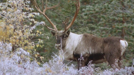 Artenreiche Tierwelt Im Hohen Norden Ndr De Fernsehen Sendungen A Z Expeditionen Ins Tierreich