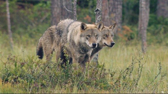 Artenreiche Tierwelt Im Hohen Norden Ndr De Fernsehen Sendungen A Z Expeditionen Ins Tierreich