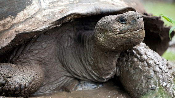 Ein Bad im Schlamm bringt der Riesenschildkröte Abkühlung und hilft ihr lästige Parasiten loszuwerden. © NDR/doclights/NDR Naturfilm/Blue Planet Film/Michael Riegler 