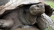 Ein Bad im Schlamm bringt der Riesenschildkröte Abkühlung und hilft ihr lästige Parasiten loszuwerden. © NDR/doclights/NDR Naturfilm/Blue Planet Film/Michael Riegler 