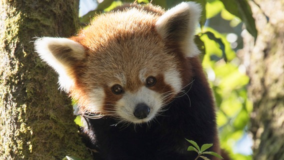 Der Rote Panda gilt als schönstes Säugetier der Welt. © NDR/Axel Gebauer 