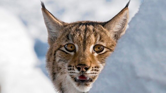 Typisch Luchs: Mit seinen feinen Ohrenpinseln kann er die Geräusche direkt ins Ohr leiten. © NDR/Naturfilm 