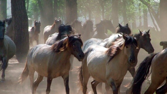 Die wilden Pferde im Münsterland haben über die Jahrhunderte hinweg ihre Ursprünglichkeit erhalten. Sie leben das ganze Jahr im Freien. © NDR/WDR/Light&Shadow GmbH 