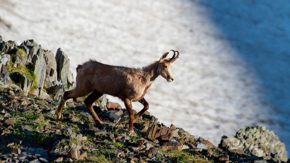 Die Kaukasus Gämse ist, wie viele Arten in dieser Region, endemisch. Sie kommt also nur hier vor. © NDR/Altayfilm/NDR Naturfilm 