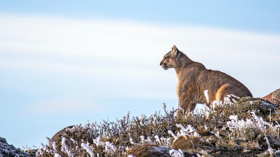 Ein Pumaweibchen hält Ausschau nach Beute oder Rivalen. © NDR/Doclight GmbH/Terra Mater/Nicolas Lagos 