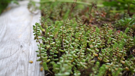 Sedum auf einem begrünten Carport-Dach © NDR Foto: Bettina Meier