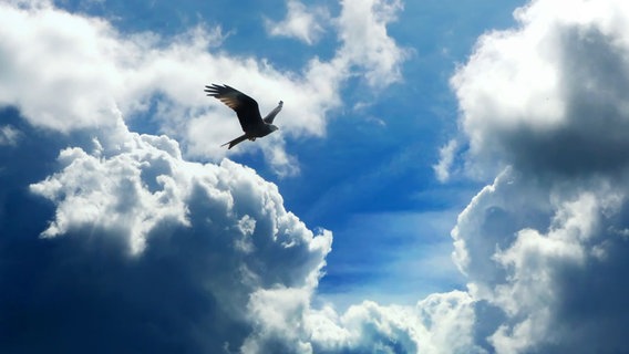 Ein Vogel fliegt an einem bewölkten Himmel. © NDR Foto: Annette Mokross