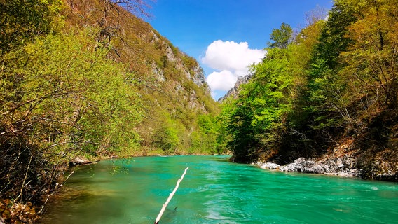 Smaragdgrünes Wasser, steile Hänge: die Tara Schlucht in Montenegro. © NDR/Heinz Galling 
