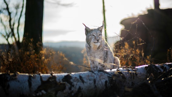 Luchs im Nationalpark Harz. © NDR/Lutz Westphal 