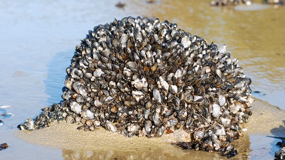 Muscheln wachsen an einem Stein am Strand der Kieler Förde. © NDR Foto: Jens Dawurske