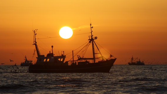 Fischkutter vor der Insel Texel bei Sonnenuntergang. © NDR Foto: Johannes Thissen