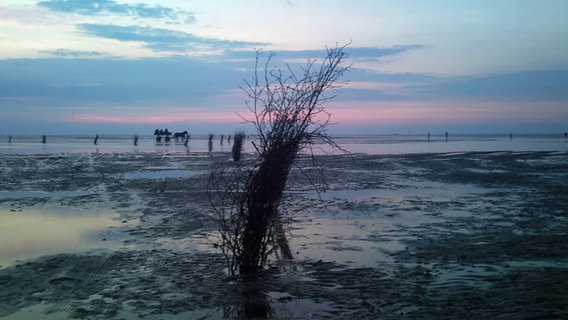 Abendstimmung am Strand von Cuxhaven-Duhnen, im Vordergrund eine Pricke aus Reisig, im Hintergrund eine Pferdekutsche im Watt. © NDR Foto: Christian Schiller