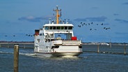 Seevögel fliegen vor einer Fähre im Wattenmeer vor Norderney. © NDR Foto: Harald Kreis