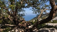 Blick durch die Bäume auf das Meer an der sardischen Ostküste. © NDR Foto: Karen Herold