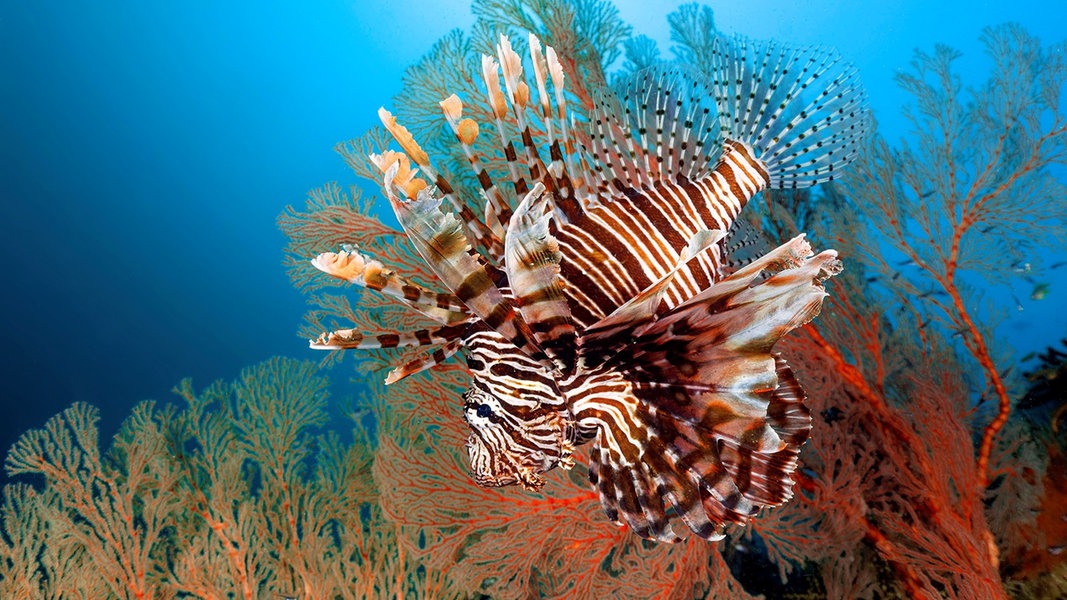 Australiens Meereswunder - Barrier NDR.de Am A-Z - Sendungen Reef - | Mare - Great TV Fernsehen