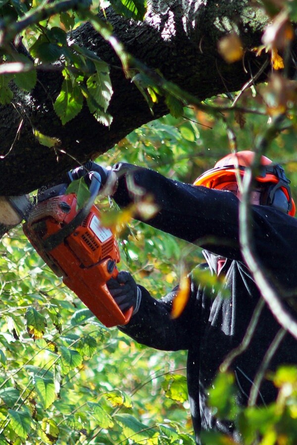 Baum Im Garten Sicher Und Gunstig Fallen Ndr De Ratgeber Garten