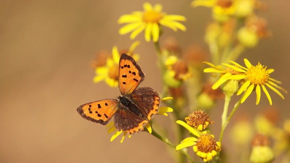 Jakobskreuzkraut und ein Schmetterling © colourbox Foto: Joerg GAMROTH