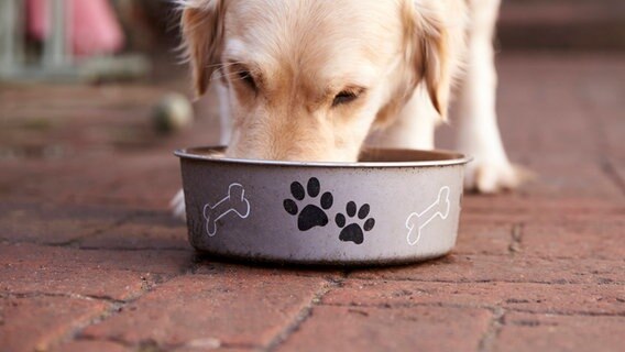 Hund frisst. © Imago Images Foto: Shotshop