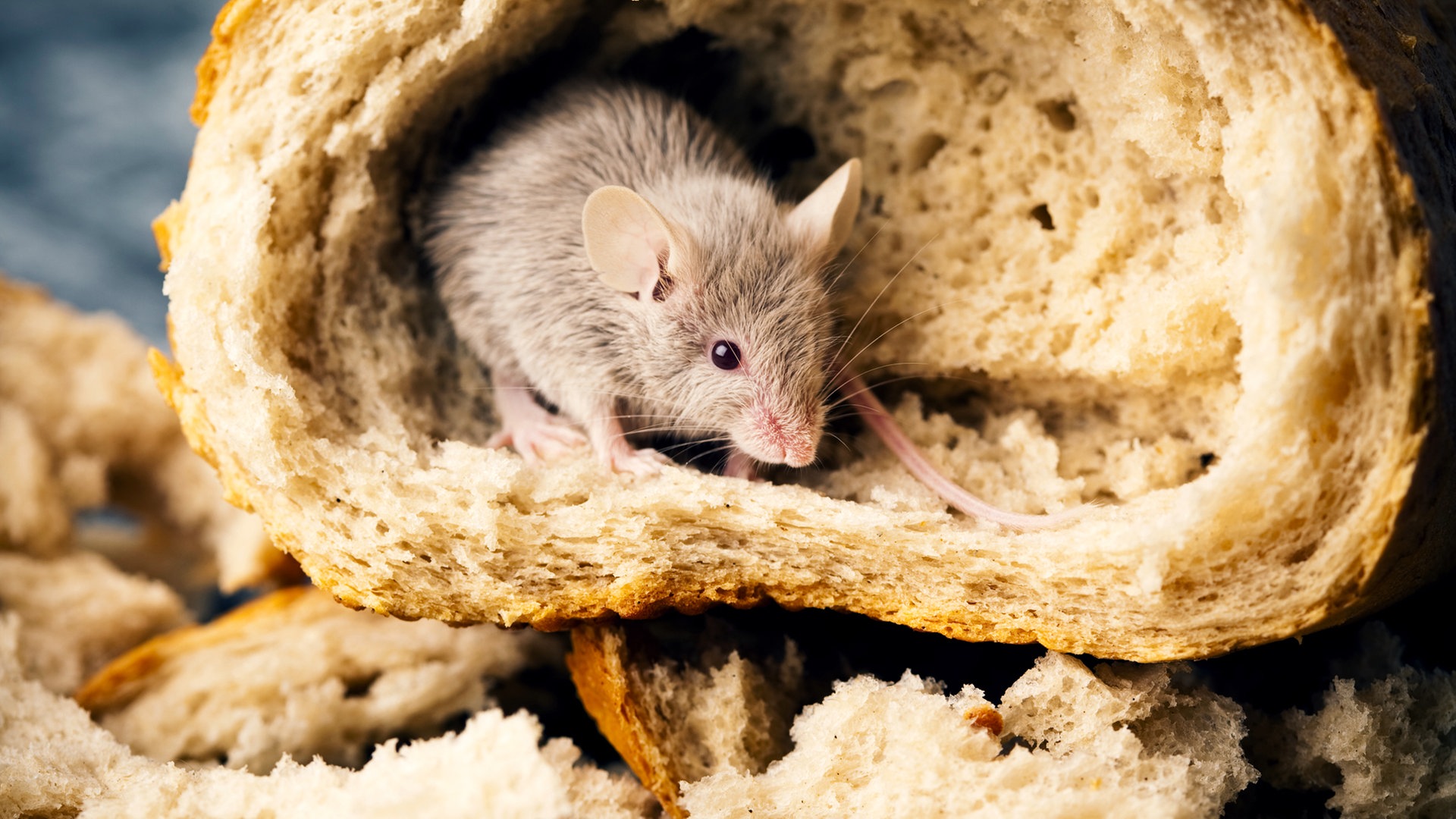 Mäuse im Haus - GreenHero Mäuse-Ex zum Fernhalten und