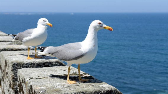 Zwei Möwen stehen auf einer Mauer am Meer. © sergiy1975/fotolia Foto: sergiy1975