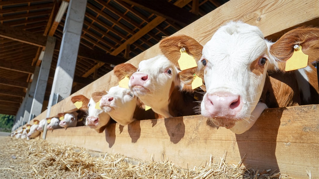 Blauzungenkrankheit: Landwirtschaftsministerium rät zur Impfung