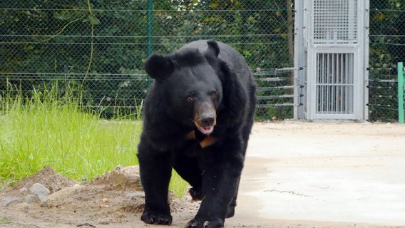 Das Tierschutzzentrum Weidefeld bietet fünf Großbären eine neue Heimat. © NDR/DHF Media GmbH/Marlon Zielke 