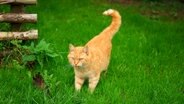 Katze steht mit erhebten Schwanz im Gras © Colourbox Foto: -