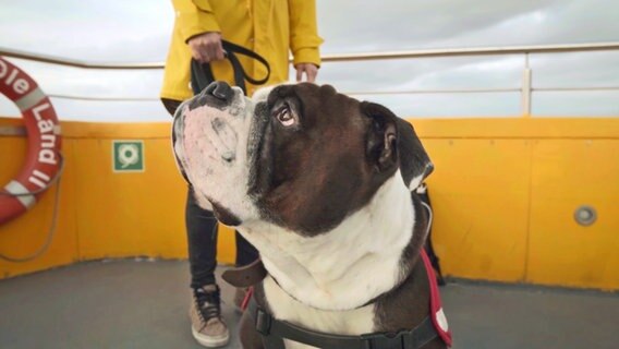 Continental Bulldog Barney blickt zu seinem Herrchen hoch. Von den zwei Menschen im Bild sind nur die Beine zu sehen. Die Kamera befindet sich auf Höhe des Hundes. © NDR/docstation 