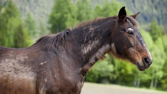 Der Kopf eines Pferdes von der Seite. Das Pferd steht vor einem Waldstück. © picture alliance / imageBROKER Foto: Alessandra Sarti