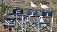 Neues aus Büttenwarder - Dreharbeiten 2011: Enten sitzen auf einem Zaun. © NDR/Nicolas Maack 