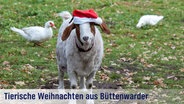 Festliche Grußkarte mit der Aufschrift: "Tierische Weihnachten aus Büttenwarder" - eine Ziege mit Weihnachtsmütze, im Hintergrund sind Enten. © NDR/Nicolas Maack 