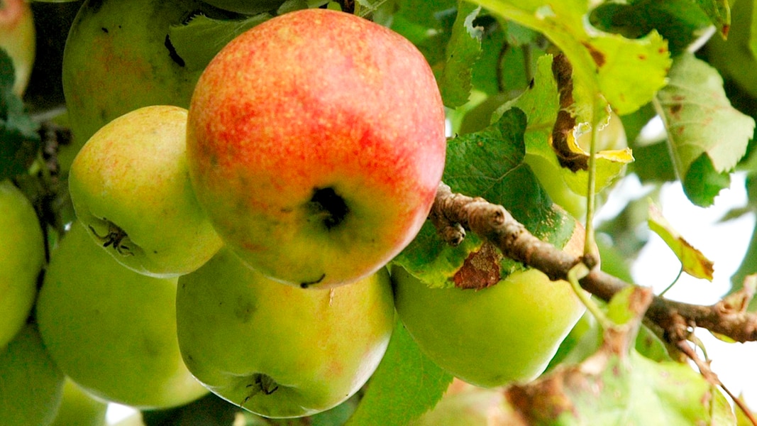 Weniger Äpfel: Obstbauern in SH rechnen mit schwacher Ernte