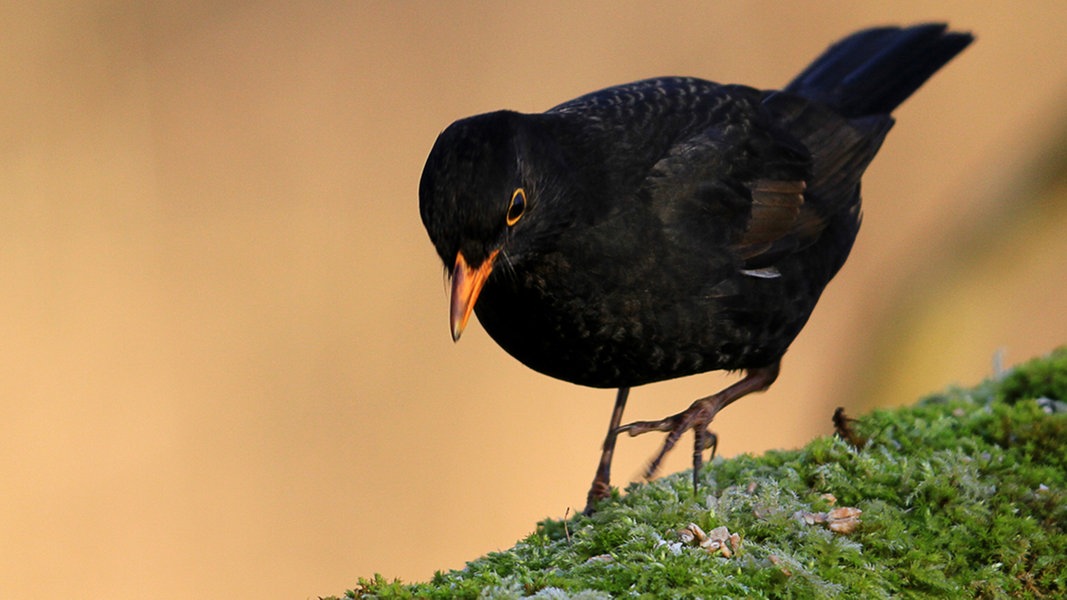 NABUVogelzählAktion Nochmals weniger Amseln NDR.de