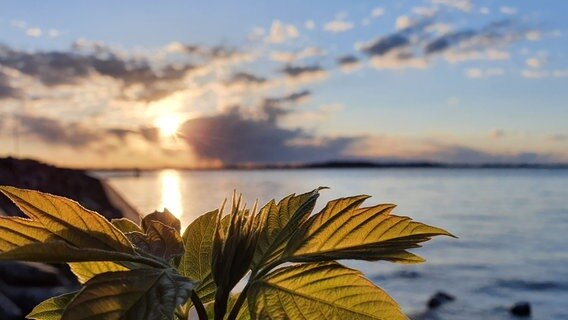 Zweig mit Knospen vor dem Strand. © NDR Foto: Cornelia Behring aus Stralsund