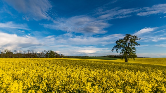 Ein Rapsfeld © NDR Foto: Mandy Pollack aus Waren